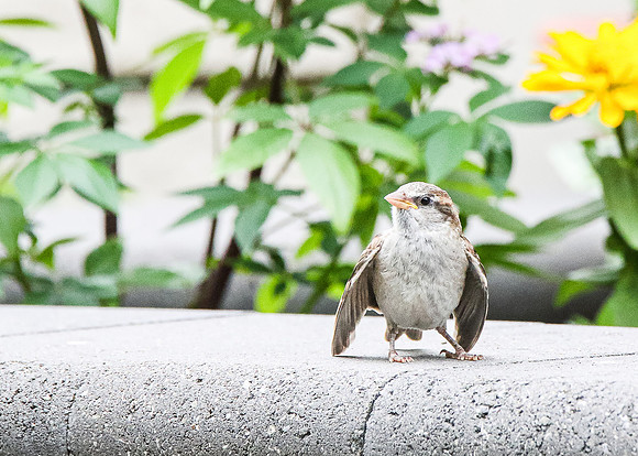 Summer Sparrow II
