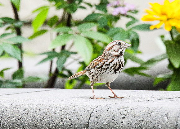 Summer Sparrow I