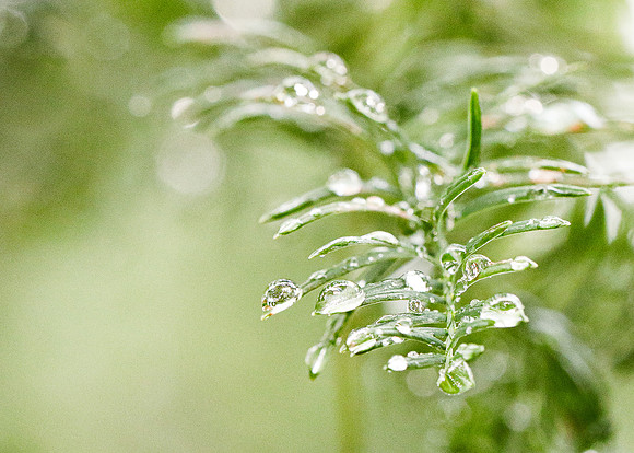 Rainfern