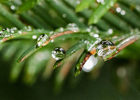 Raindrop Macro II