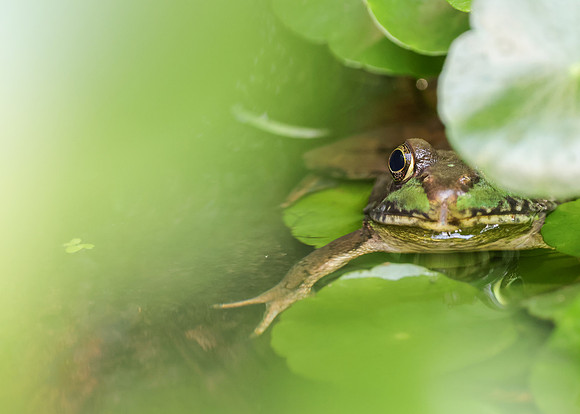 Pond Peek