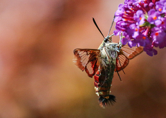 Hummingbird Moth