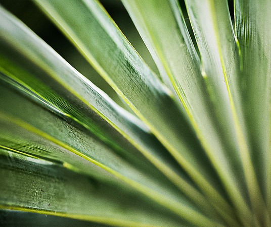 Peace of Palms