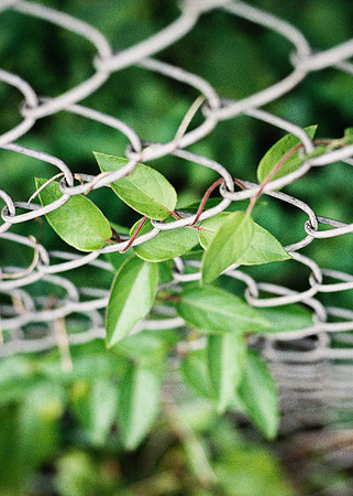 Chainlink Vine
