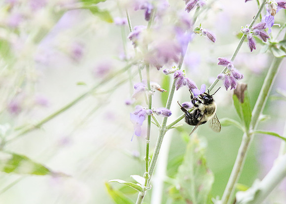 Bumble at Sage