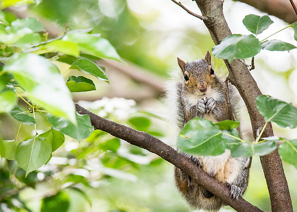 People-Watching Squirrel