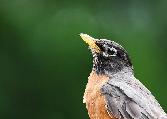 Robin Portrait